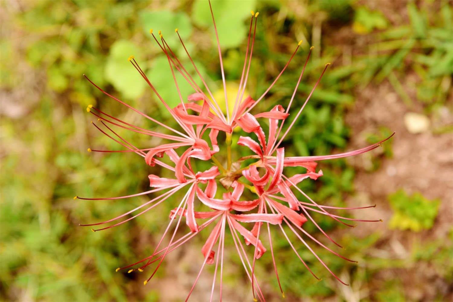 Lycoris