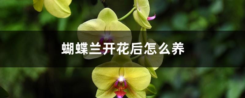 How to care for Phalaenopsis after it blooms