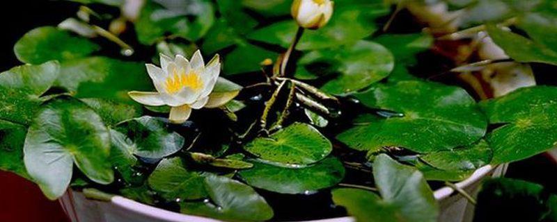 Do you need to change the water after the Lotus sprouts sprout?