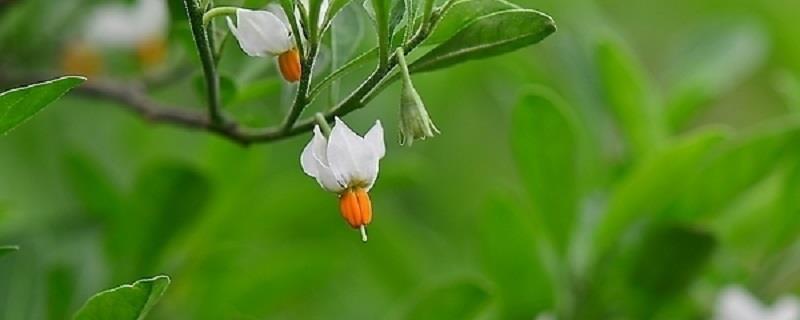 Coral Bean Breeding Method