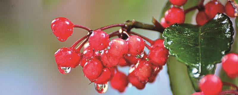 How do golden jade trees survive the winter