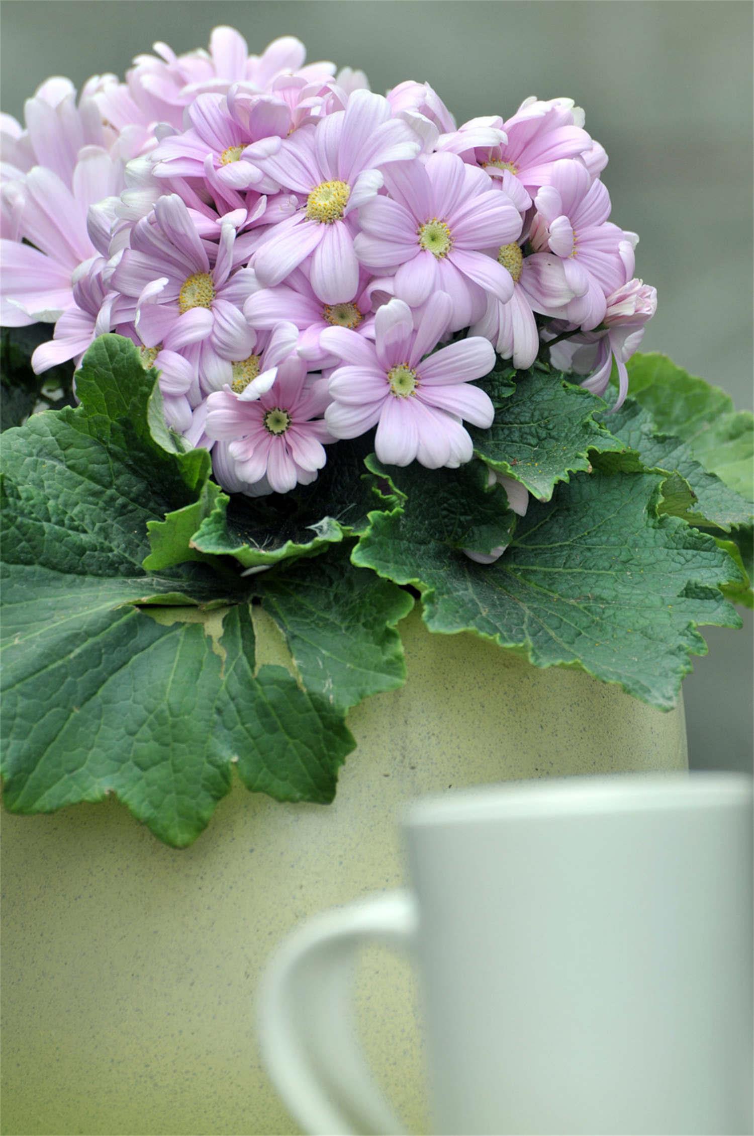 Cineraria