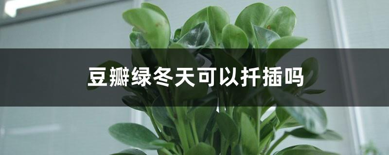 Can Douban Green be cut in winter?