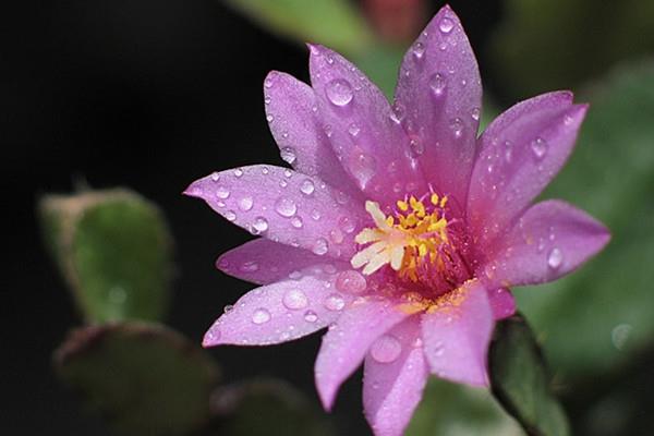 The difference between the Dance of Falling Flowers and the Arrow Lotus