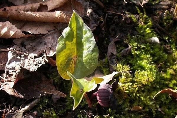 Asarum cultivation methods and precautions