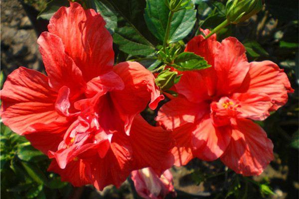 The difference between chandelier fuso and hibiscus