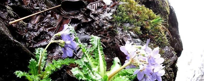 How to grow primrose leaves