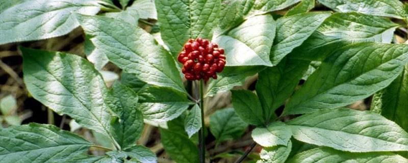 Ginseng cultivation methods and precautions