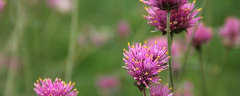 Red clover cultivation methods and precautions