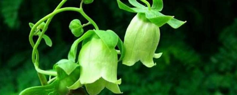 Codonopsis pilosula cultivation methods and precautions