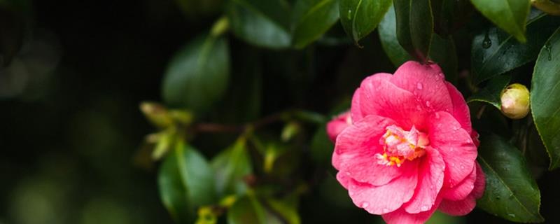 The difference between impatiens and camellia impatiens