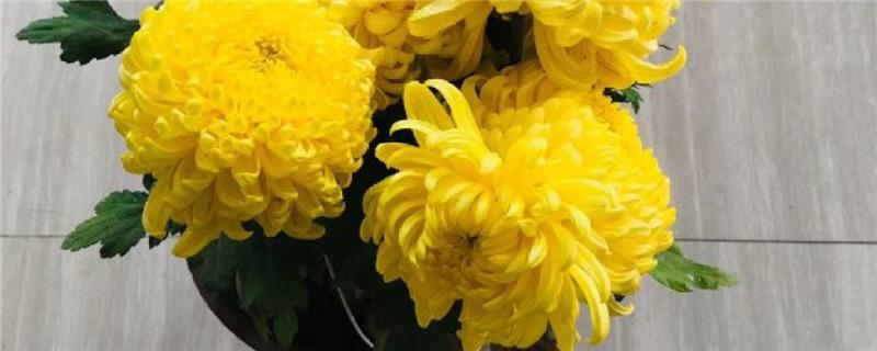 Is the chrysanthemum suitable to be placed at home? Can it be inserted at home?