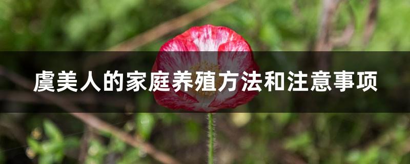 Poppy family breeding methods and precautions