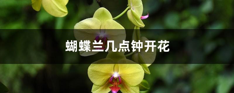 What time does Phalaenopsis bloom?