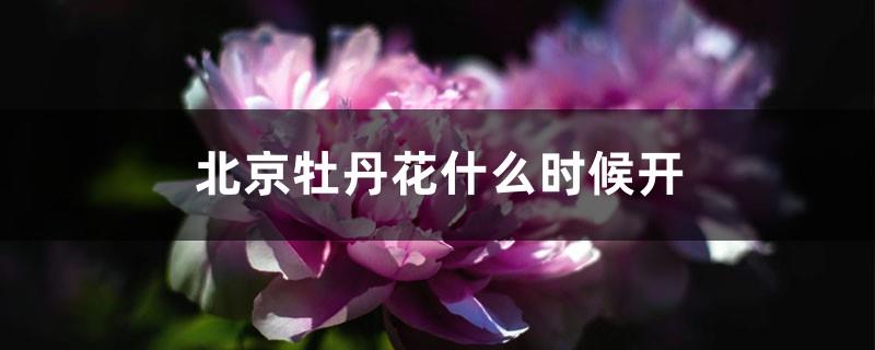 When do Beijing peonies bloom?