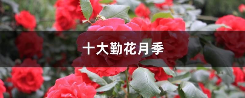 Top Ten Frequently Flowering Rose Varieties, Top Ten Rare Rose Varieties