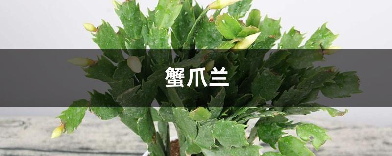 Cactus grafted crab claw cultivation methods and precautions