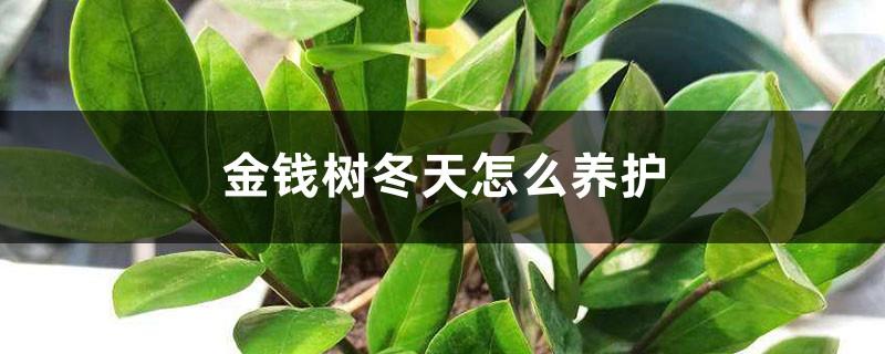 How to care for money tree in winter