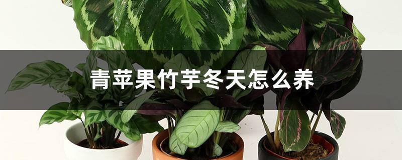 How to grow green apple arrowroot in winter? What to do if the leaves wither?