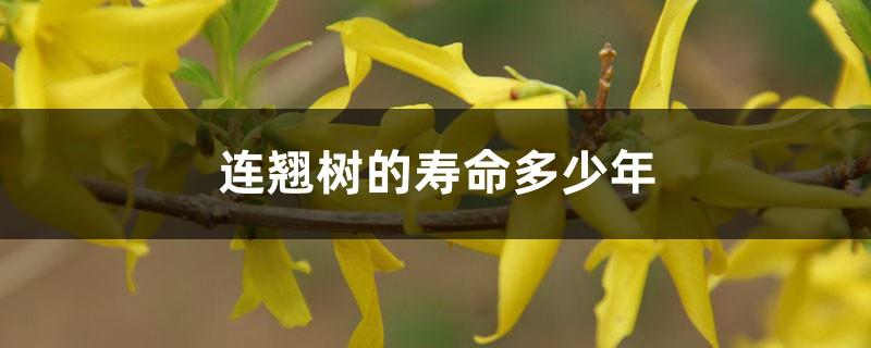 How many years does a forsythia tree live? How many years does it take for it to bear fruit?