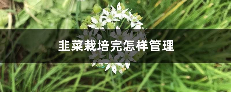 How to manage leeks after cultivation? What is the suitable environment for leeks cultivation?