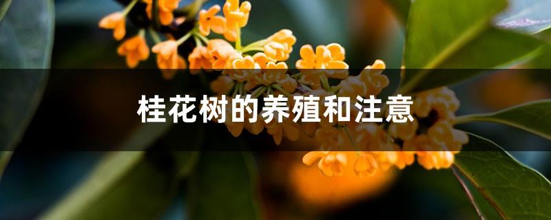 Osmanthus tree cultivation and attention