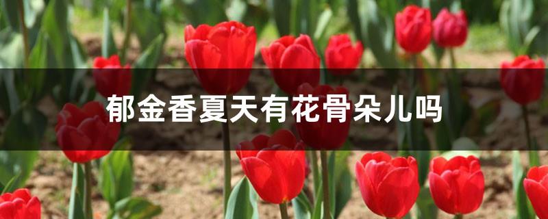 Do tulips have flowers in summer? How to grow them in summer?